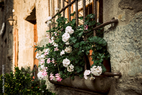 Fototapeta Naklejka Na Ścianę i Meble -  Window with large flowers of pelargonium