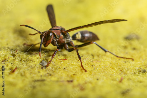 wasp on a yellow fabric © juanmartinotero