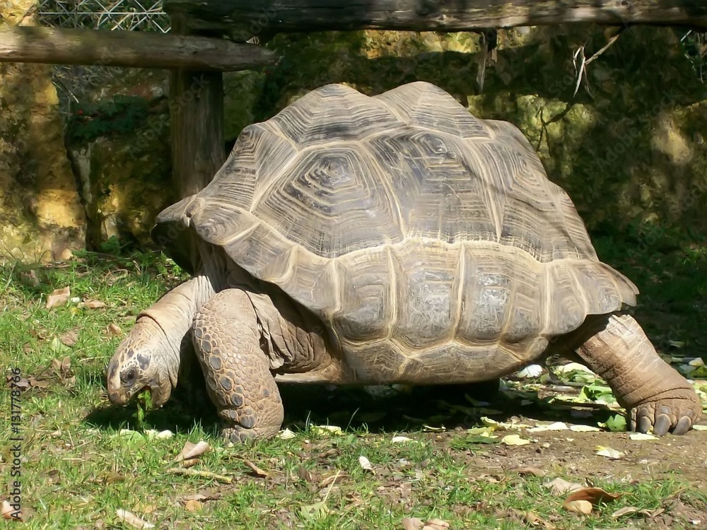Fototapeta premium Tortoise eating grass in close-up