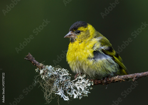 Male Eurasian siskin perching on a branch against dark green background