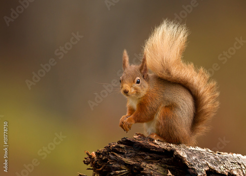 Schilderij op canvas Red squirrel (Sciurus Vulgaris) sitting on a log in Yorkshire Dales, UK, England