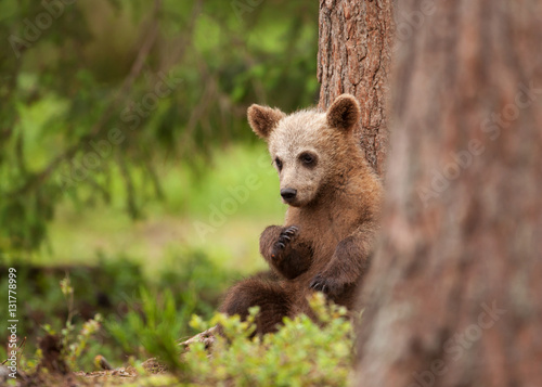 Lonely brown bear cub