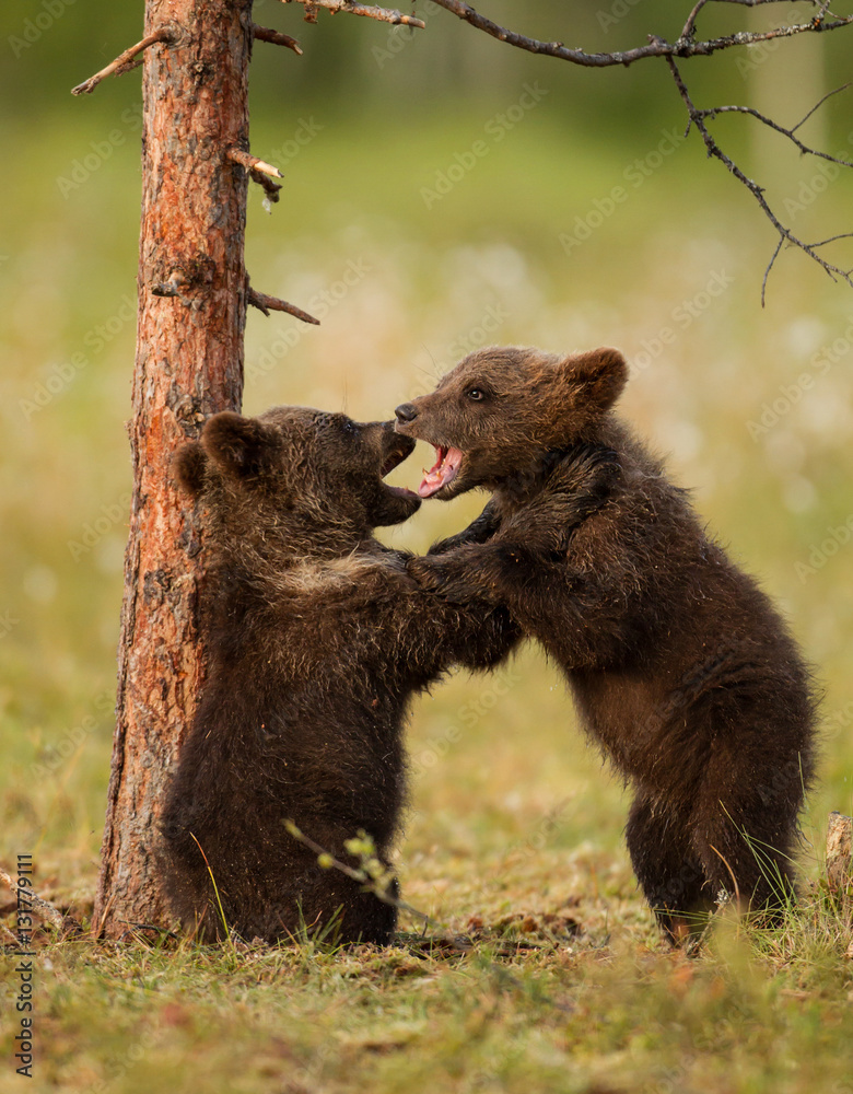Fototapeta premium Two brown bear cubs play-fighting, Finland