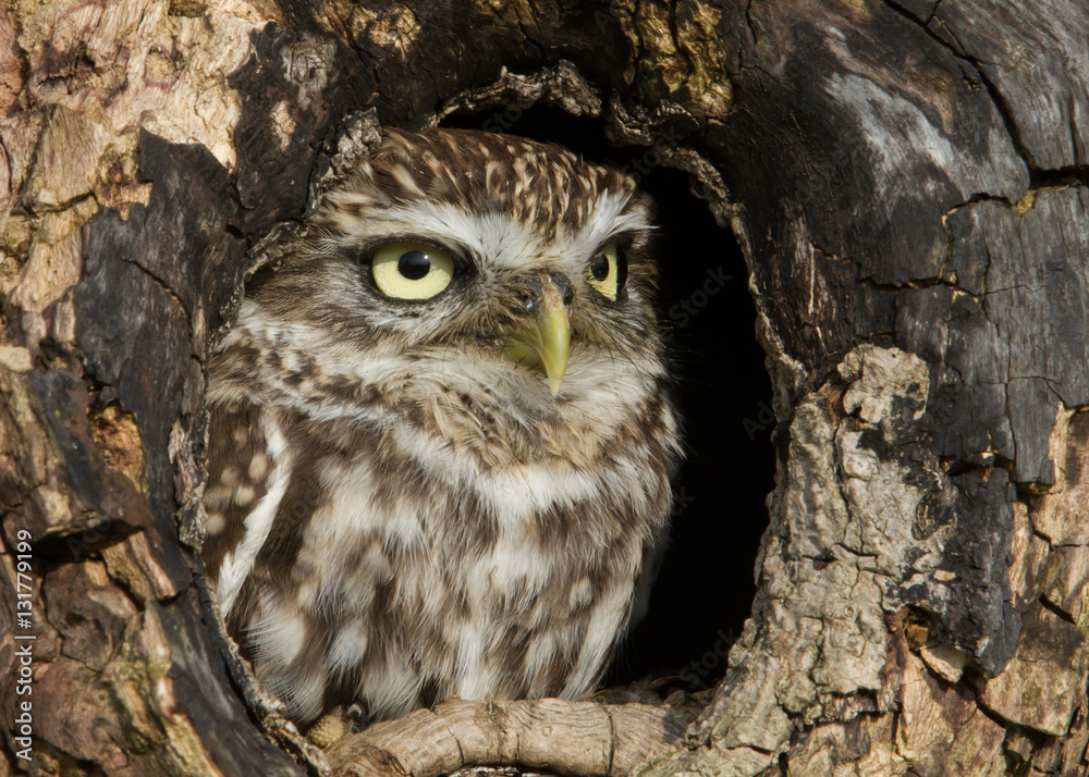Little owl in a tree trunk hole Little owl in a tree trunk hole