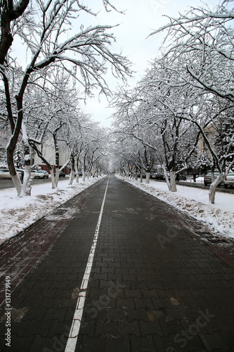 pedestrian way tree winter