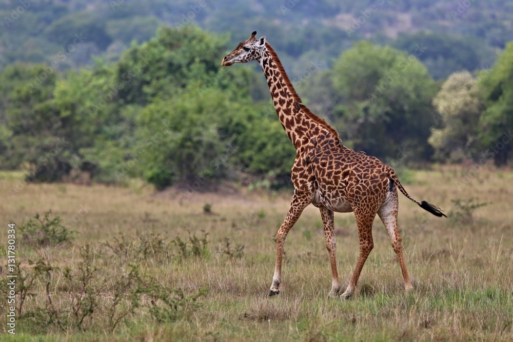 Obraz premium Giraffe in the beautiful nature habitat, wild africa, this is africa, colourful bush in Tanzania, beauty and gentility