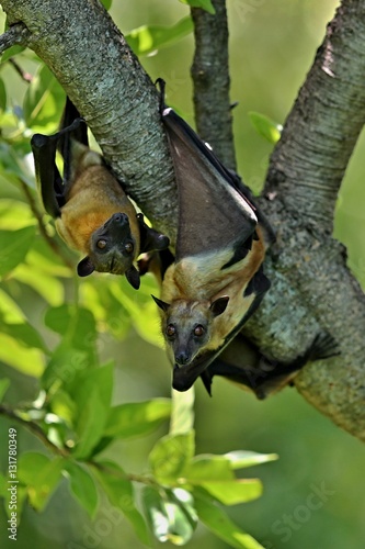 Flying Foxes on a green tree in the african nature habitat, african bats and vampires, wildlife in africa