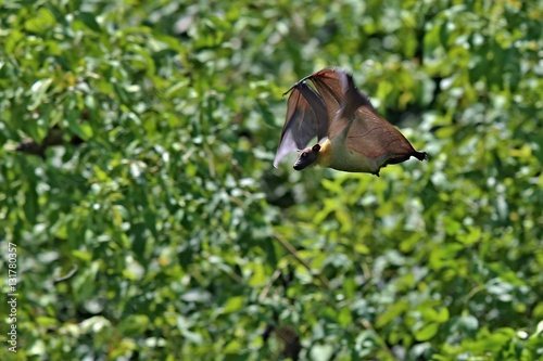 Flying Fox on flying in the african nature habitat, african bats and vampires, wildlife in africa