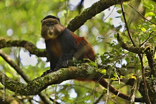 Marmoset monkey on a green tree in africa, african wildlife, brown monkey in the nature habitat, wild and nature