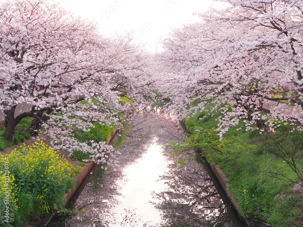 Fototapeta premium OLYMPUS DIGITAL CAMERA