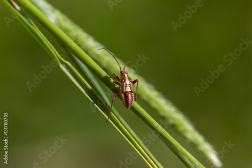 Little bug sitting on a straw with green, blurred background