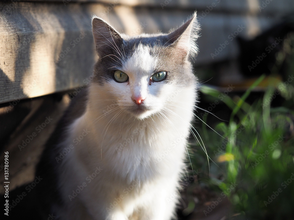 street alley cat with different eyes. Portrait