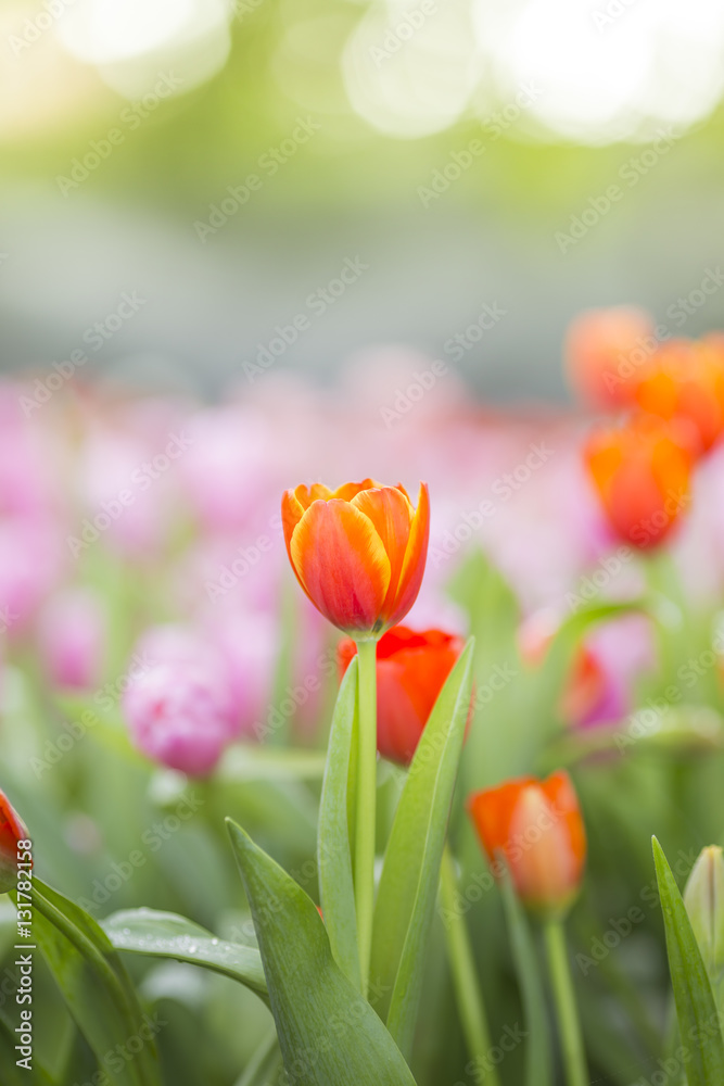 Fototapeta premium tulips in the flower garden