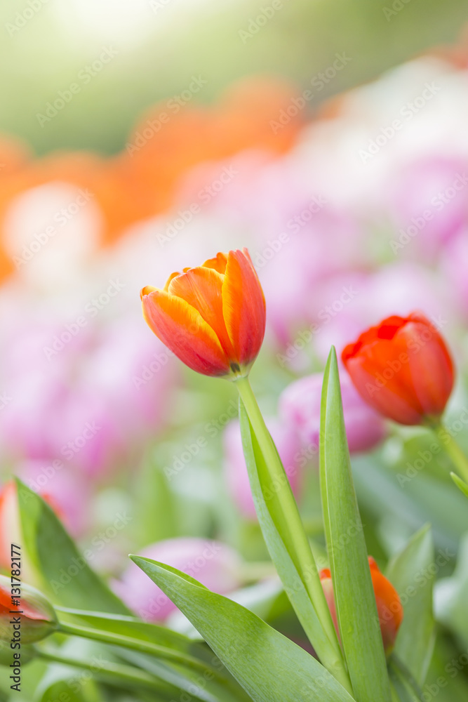 Fototapeta premium tulips in the flower garden
