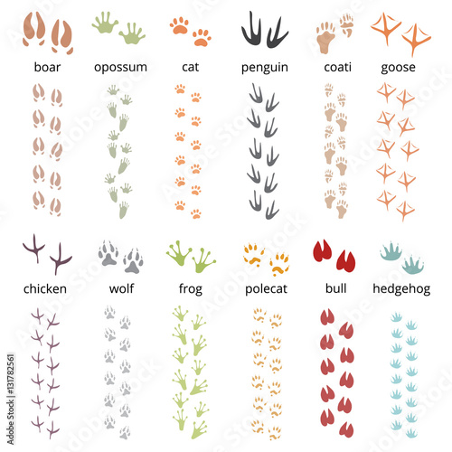 Animal Track Print Set