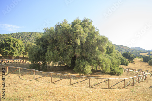 Antico ulivo millenario di Luras in Sardegna dell'età di 4000 anni photo