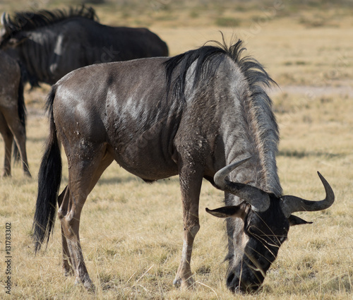 antelope Gnu