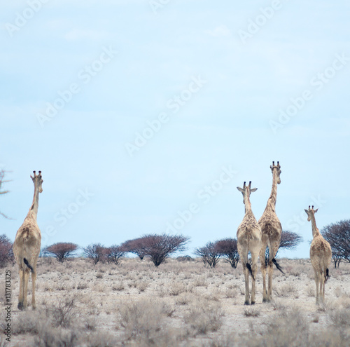Photography giraffes