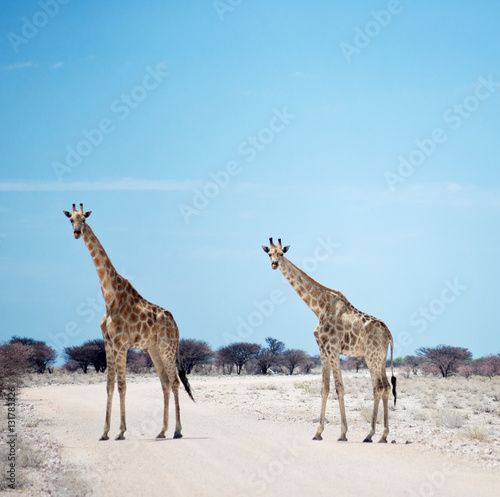 Photography two giraffes