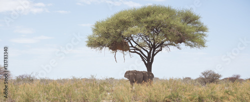 Photography elephants under acacia