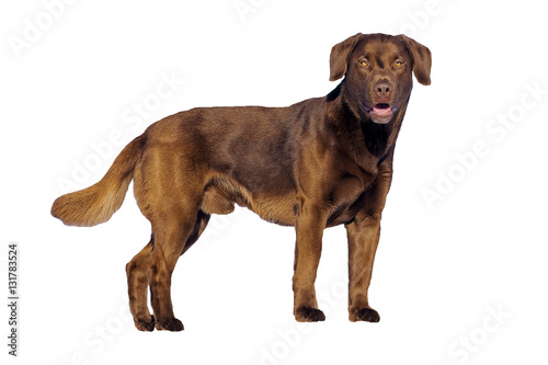 Chocolate Labrador Retriever standing  on white background