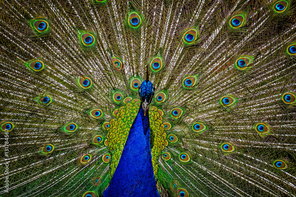 Obraz premium Male Peacock