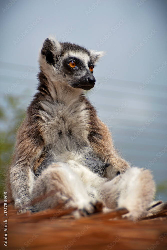 Obraz premium Sitting Lemur