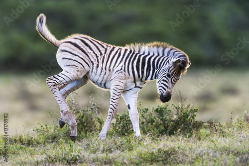 Newly born Burchells Zebra foal running playfully