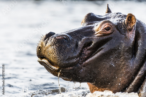 Hippo raising its head out of the water in aggression