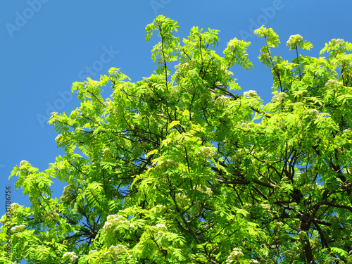 green tree on a blue sky background