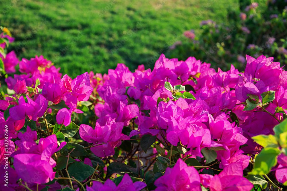 Background of beautiful floral bush Background of beautiful floral bush