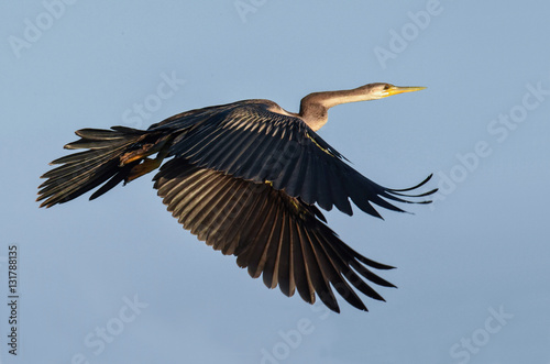 Photos African snake bird in flight