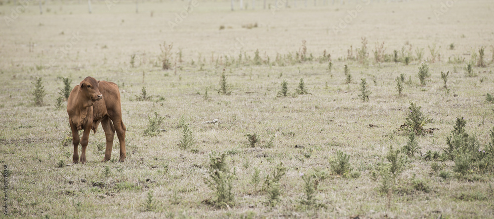 Fototapeta premium Cow in the paddock during the day