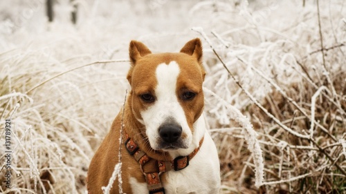 Cute puppy portrait in winter in snow in nature