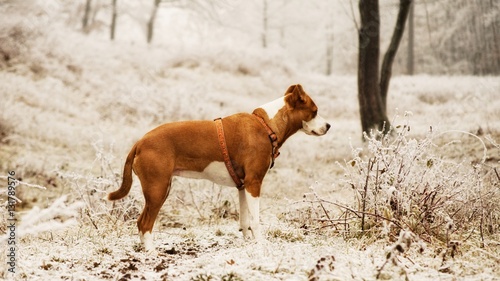 Puppy alone in the woods in winter snow in frost