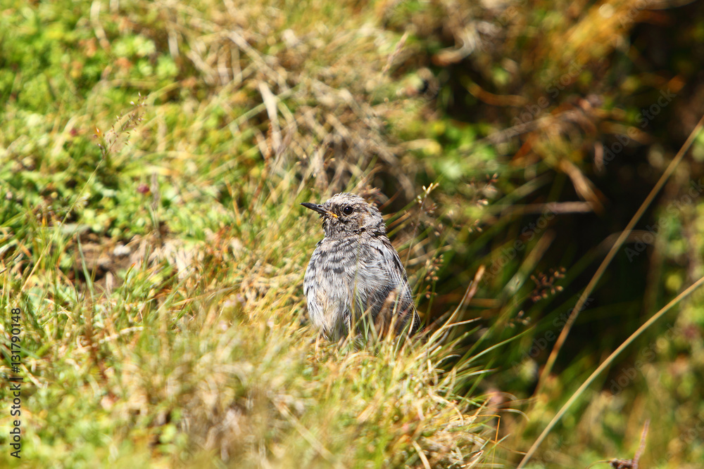 Juvenile Black Redstart / Phoenicurus ochruros Juvenile Black Redstart / Phoenicurus ochruros