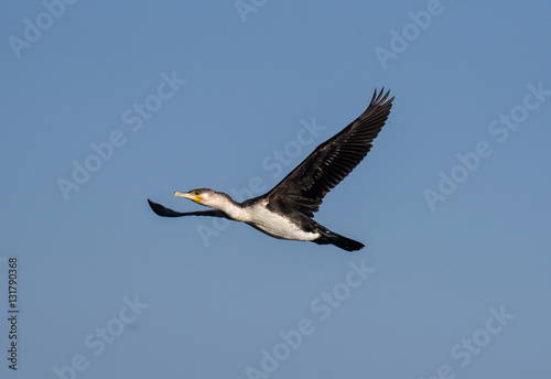 white-breasted cormorant flight