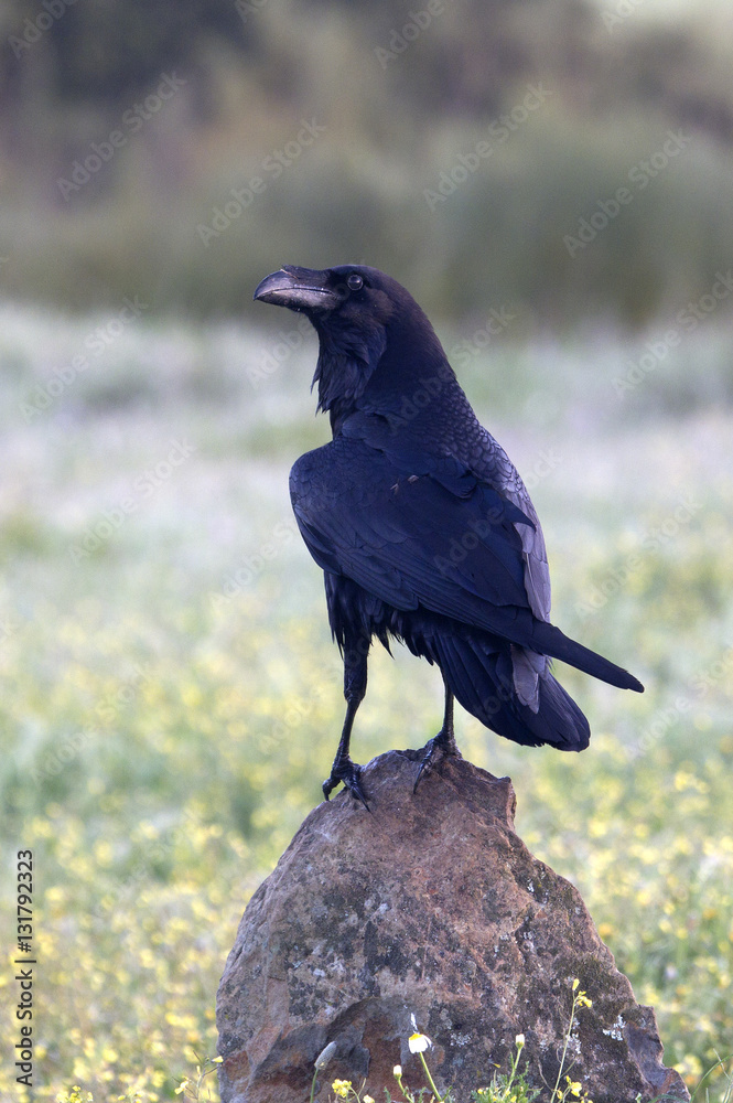 Fototapeta premium Common raven. crow. Corvus corax