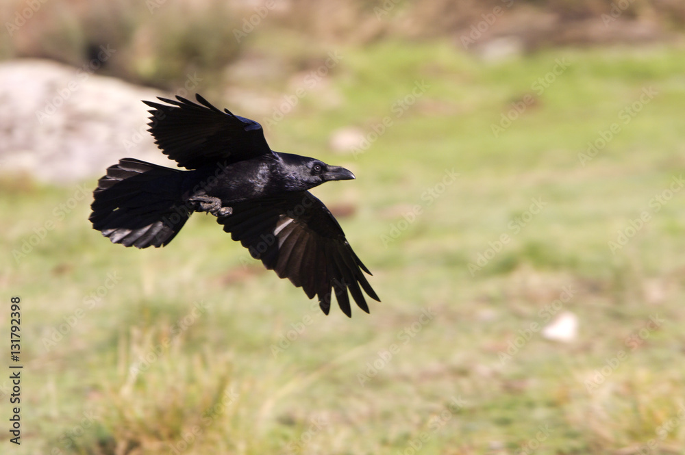 Fototapeta premium Common raven flying. crow. Corvus corax