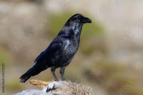 Common raven. crow. Corvus corax