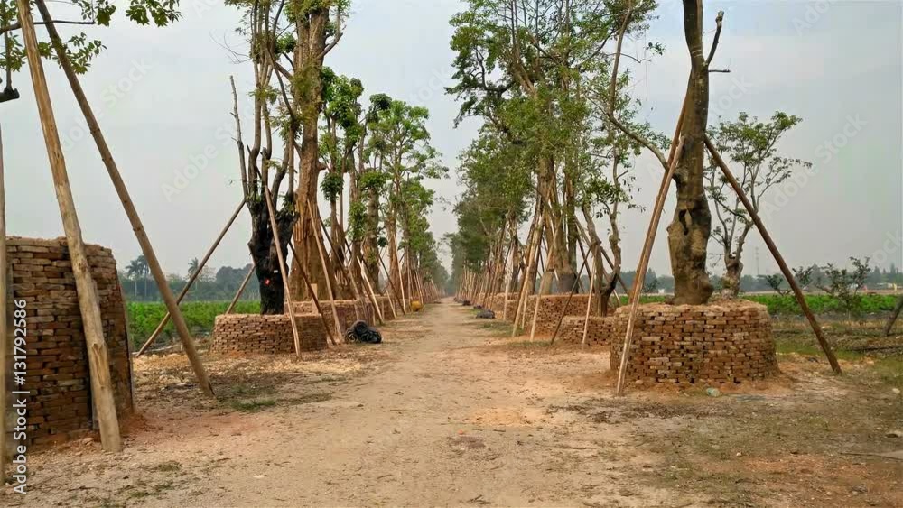walking on road between newly planted trees 4K walking on road between newly planted trees 4K