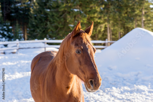 Portrait of a handsome stallion horse in winter outdoors © kelifamily