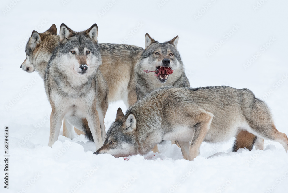 Obraz premium Grey Wolf Group