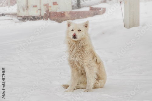 Lonely dog A lone dog  snowstorm   Altai Mountains  Russia