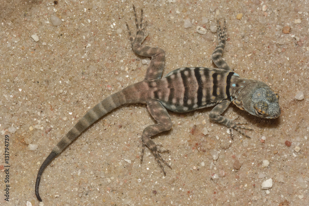 Fototapeta premium Wüstenkrötenechse