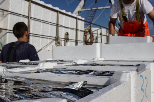 Bild auf Leinwand Sbarco pesce azzurro