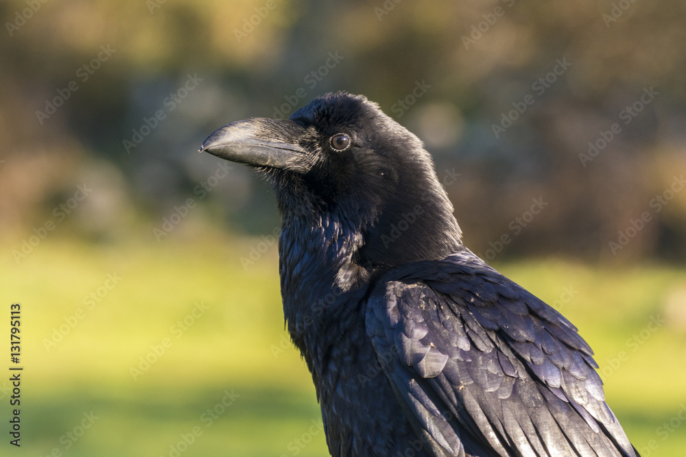 Fototapeta premium raven corvus corax