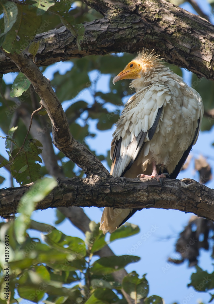An Egyptian vulture bird perched on a tree An Egyptian vulture bird perched on a tree