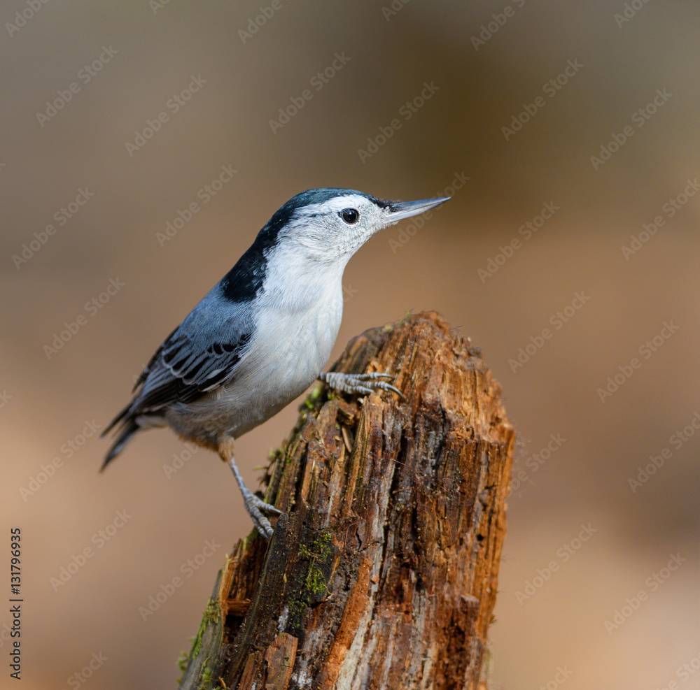 White-breasted Nuthatch in Fall White-breasted Nuthatch in Fall