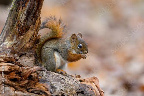 American Red Squirrel Portrait in Fall © FotoRequest